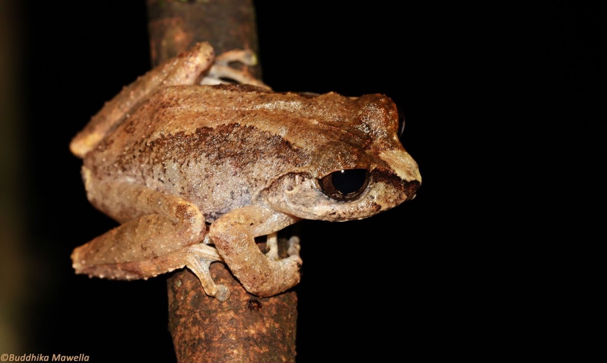 Pseudophilautus lunatus Manamendra-Arachchi & Pethiyagoda, 2005